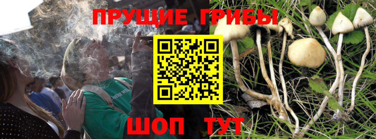 Камышин  Псилоцибиновые грибы Cubensis  Вход с VPN 
